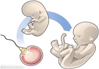 试管婴儿流程中有什么方式 解决肝腹水的出現？