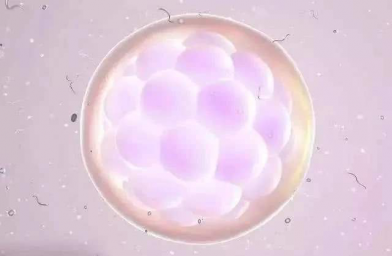 试管受精卵是怎样形成胚胎的？